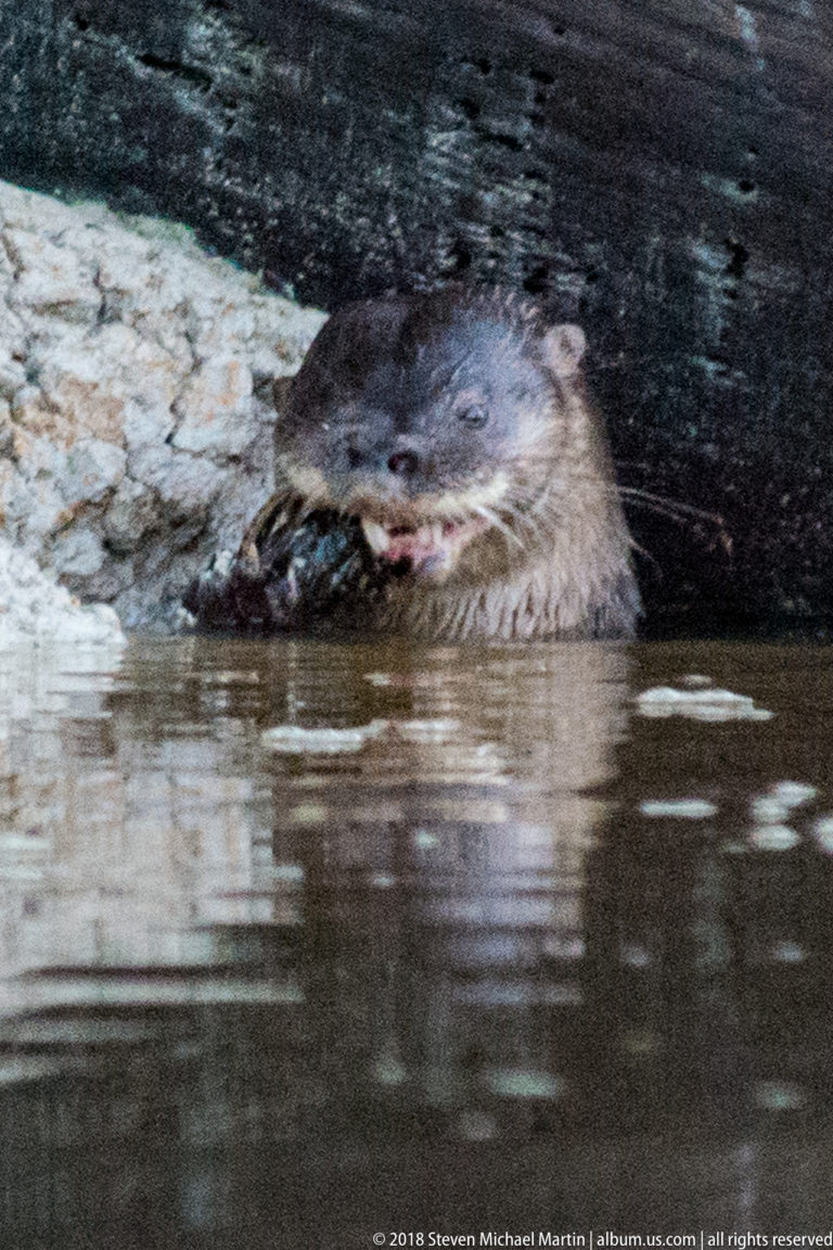 Giant river otter feeding close-up in brown river water near a pale bank and overhanging timber.