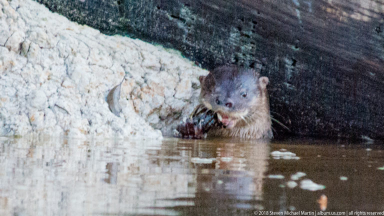 Giant river otter holding prey at the bank in brown river water near a pale bank and overhanging timber.