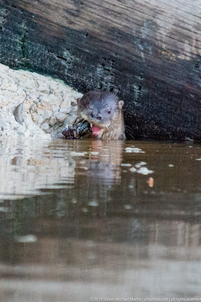 Giant river otter feeding at the surface in brown river water near a pale bank and overhanging timber.