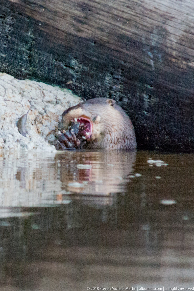 Giant river otter feeding beside a pale bank in brown river water near a pale bank and overhanging timber.
