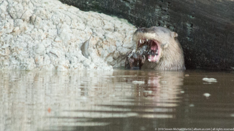 Giant river otter feeding with jaws open in brown river water near a pale bank and overhanging timber.