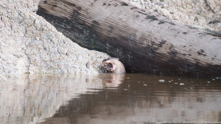 Giant river otter feeding at the waterline in brown river water near a pale bank and overhanging timber.