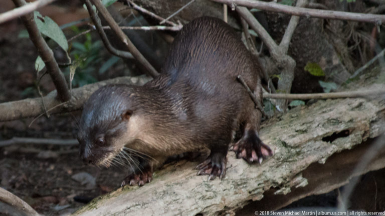 Giant river otter on a fallen trunk in brown river water near a pale bank and overhanging timber.