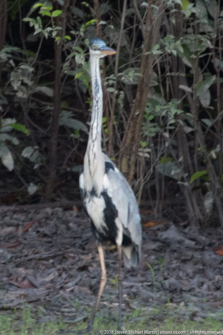 Standing Cocoi heron in profile with long yellowish bill, dark crown, streaked white neck, and gray wings.