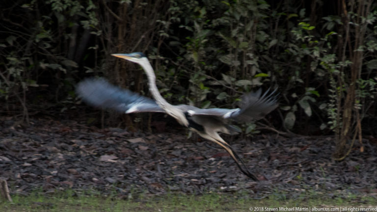 Cocoi heron landing with wings spread, legs extended, and long bill pointed forward against dark forest vegetation.
