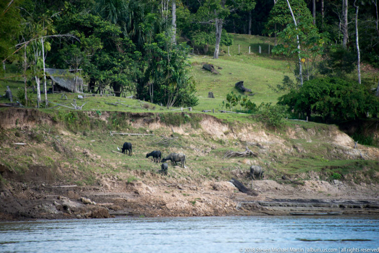 Dark pigs forage on an exposed riverbank below a grassy clearing, scattered stumps, fencing, and dense forest.