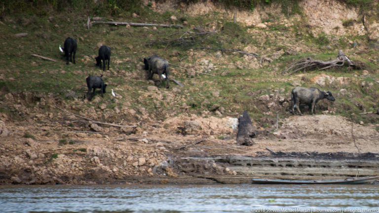 Several dark pigs forage on a cleared muddy slope above the river with a narrow wooden canoe below.