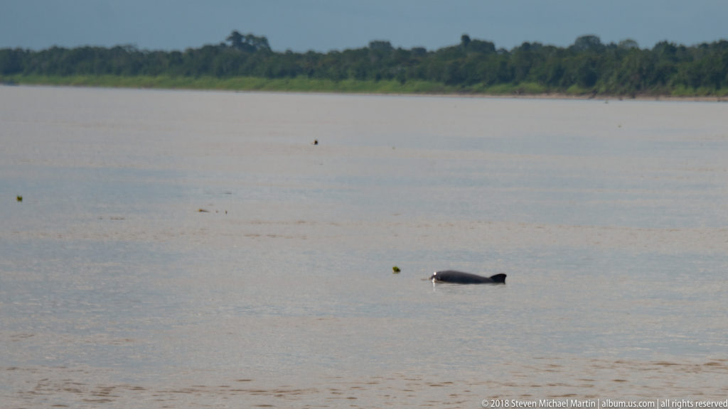 Low dark river dolphin profile surfacing in broad Amazon River water with floating vegetation and distant forest.