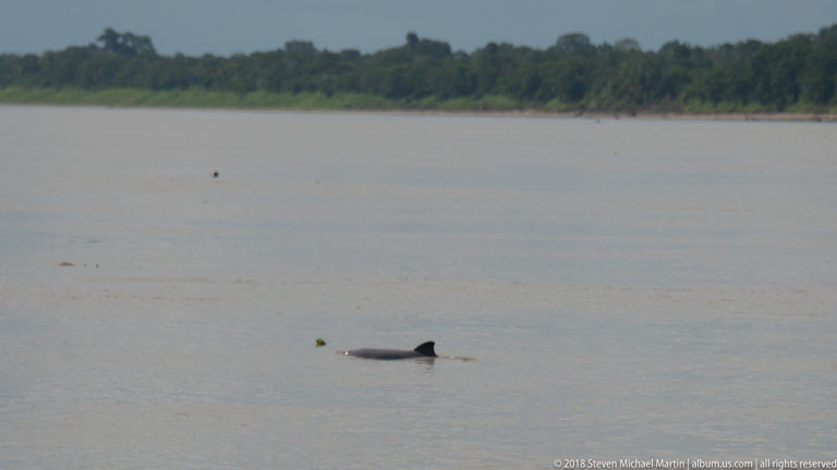 Distant river dolphin showing dorsal fin and back in open brown river water beneath a narrow forested horizon.