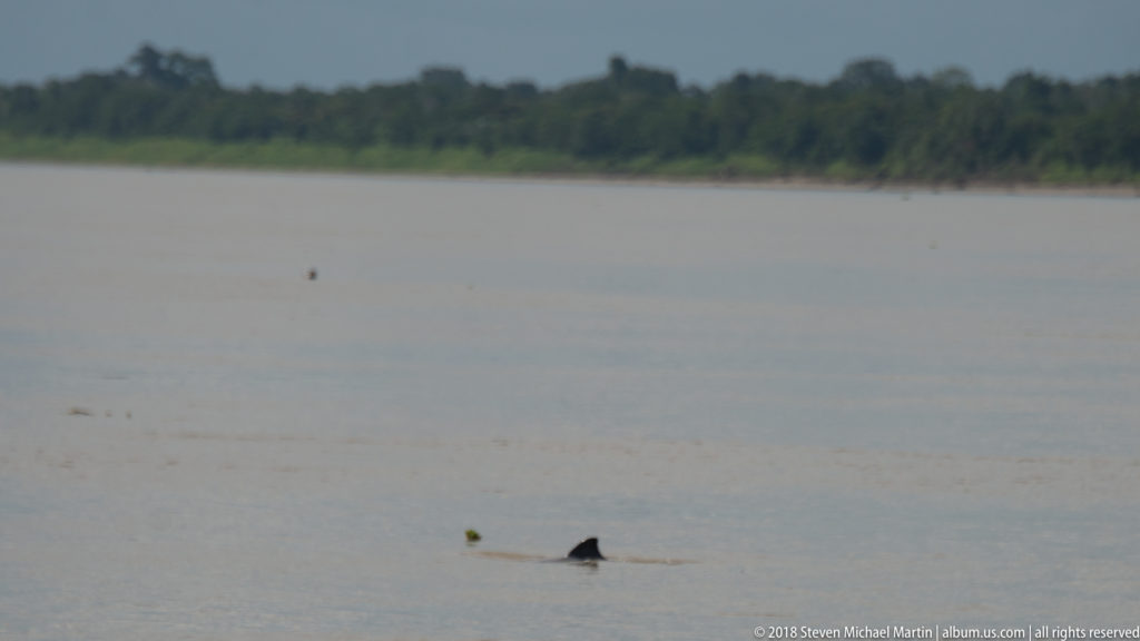 Small river dolphin surfacing in broad open water with scattered floating plants and a distant forested shoreline.