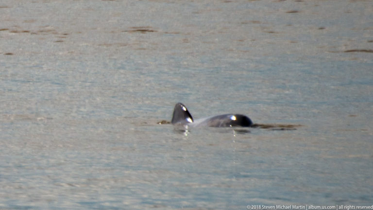 Two river dolphins surfacing side by side, with rounded dark backs and small highlights above the water.