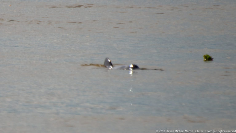 Two river dolphins surfacing close together in silty Amazon River water beside floating vegetation.