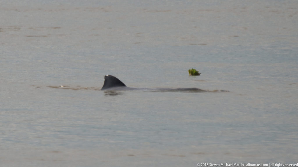 Single dark dolphin dorsal fin cutting through silty Amazon River water near a small patch of floating vegetation.