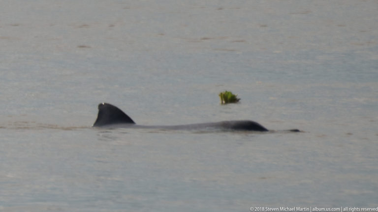 River dolphin gliding at the surface with dorsal fin and low back visible beside a small clump of floating vegetation.