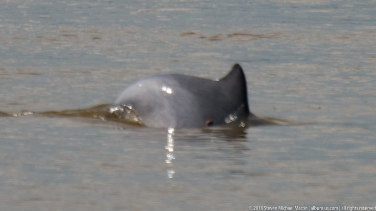Close gray river dolphin surfacing in muddy water, with rounded body and a steep fin-like profile catching sunlight.