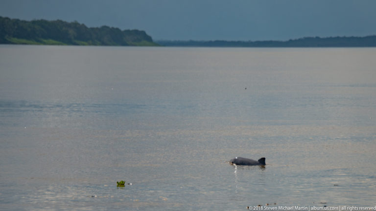 Small distant river dolphin surfacing in broad Amazon River water with floating vegetation and a forested horizon.