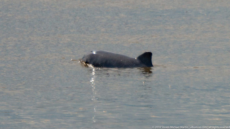 River dolphin rolling at the surface with a rounded highlighted back, dorsal fin, ripples, and a small splash.