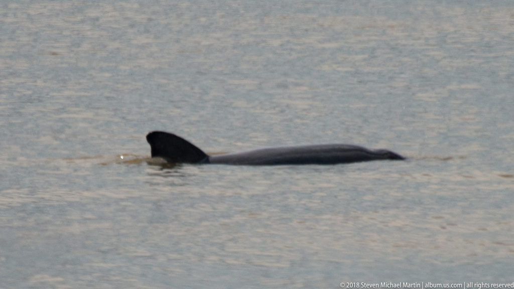 Dark river dolphin swimming near the surface, showing a triangular dorsal fin and long section of back.