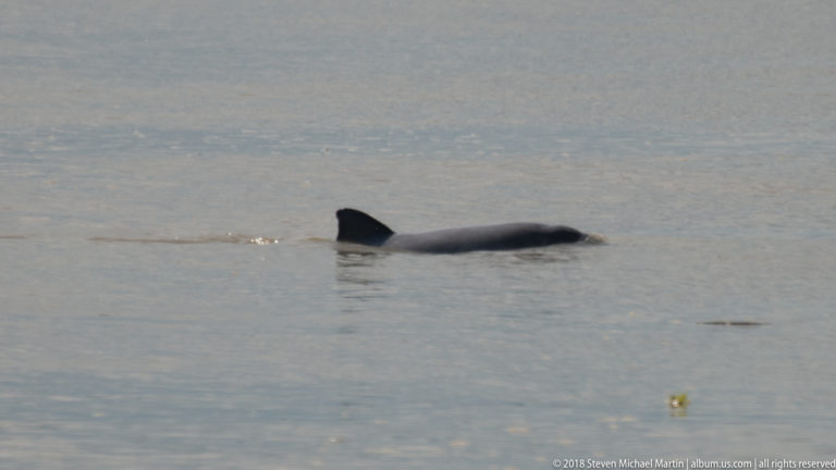 Distant dark gray river dolphin with dorsal fin and back just above the surface of the Amazon River.