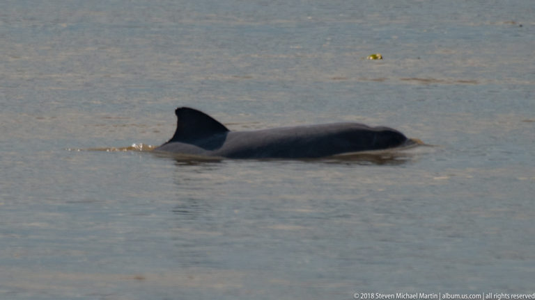 Dark gray river dolphin surfacing in silty Amazon River water with its dorsal fin and curved back visible.