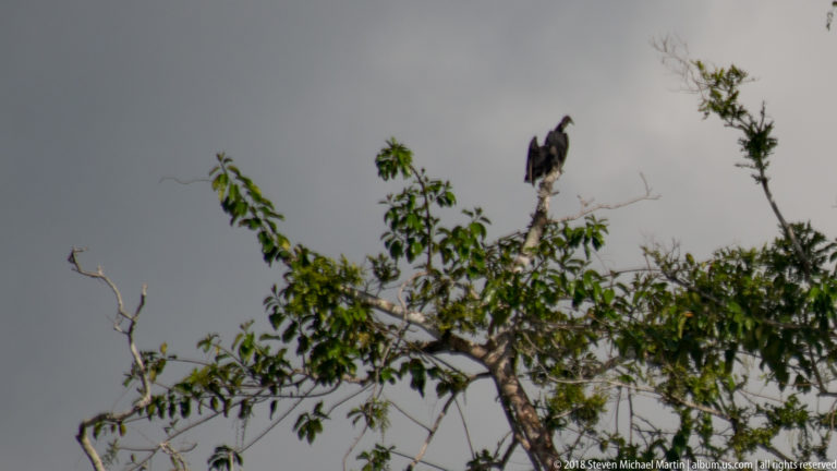 Large dark bird perched on a bare upper branch above leafy riverside vegetation in the Peruvian Amazon.