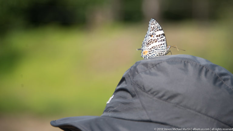Patterned black-and-white butterfly with small orange hindwing patch perched on a dark hat.