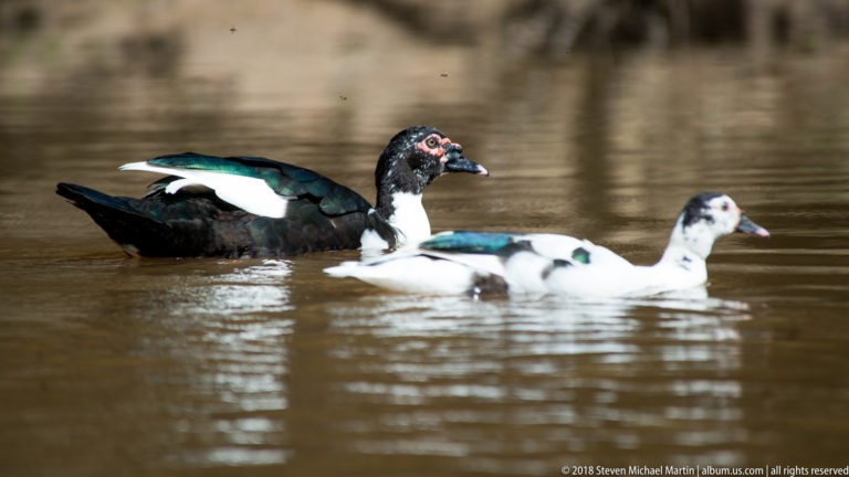 Dark and white Muscovy Ducks swimming together on calm brown water.