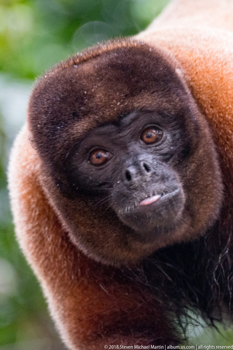 Close face of a reddish woolly monkey with dark rounded muzzle, small ears, and amber-brown eyes.