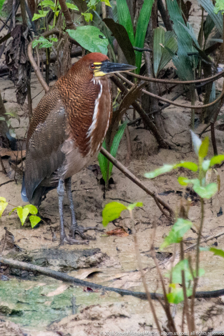Rufescent tiger-heron standing among low branches and leaf litter at the forest edge.