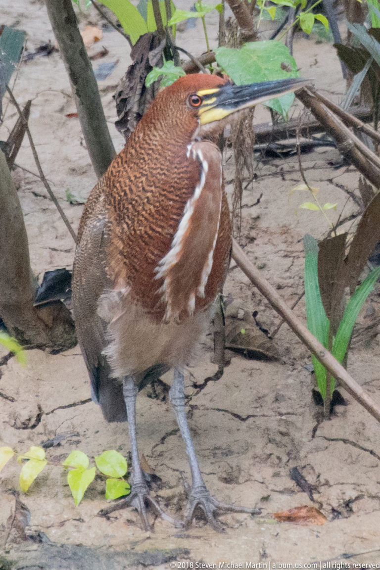 Alert rufescent tiger-heron on muddy leaf-strewn ground, bill raised slightly and gray legs visible.
