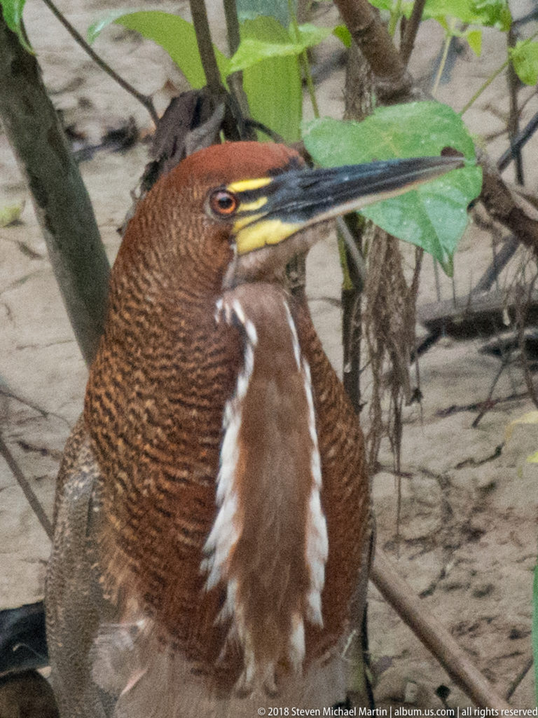 Close view of a rufescent tiger-heron showing long bill, yellow lores, barred chestnut neck, and white stripe.