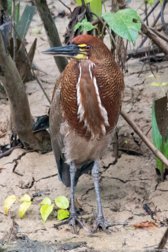 Rufescent tiger-heron standing on muddy ground with chestnut barred neck, white breast stripe, and long bill.