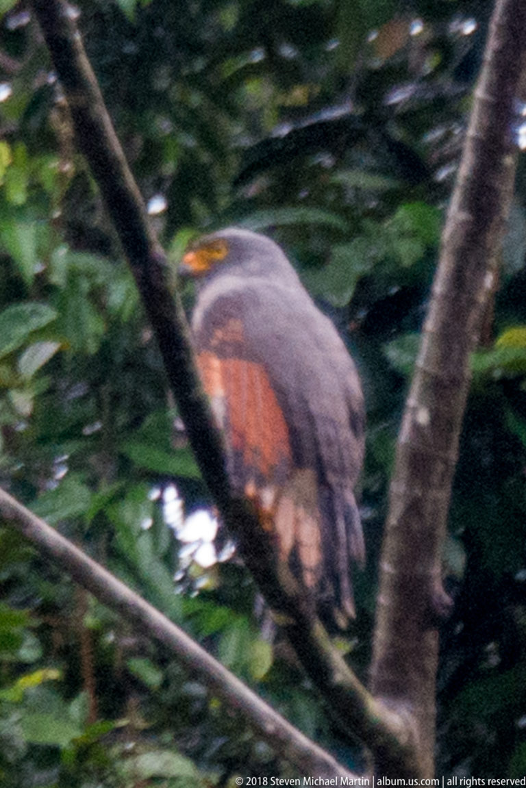 Motion-blurred slate-colored hawk among dark rainforest branches, with rufous wing panel still visible.