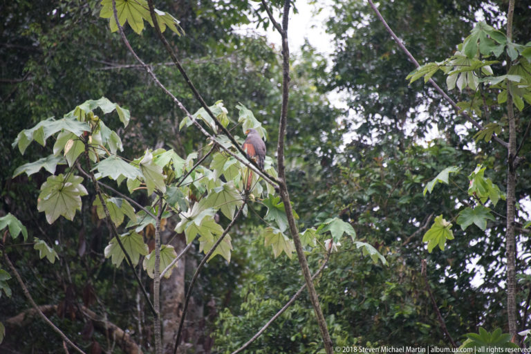 Slate-colored hawk perched high on a thin branch amid pale leaves and dense rainforest.