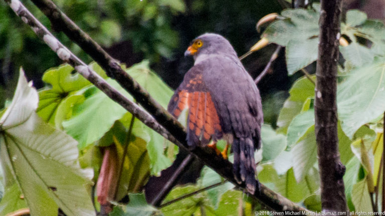 Slate-gray hawk with yellow cere and rufous wing panels perched on a branch amid broad green leaves.
