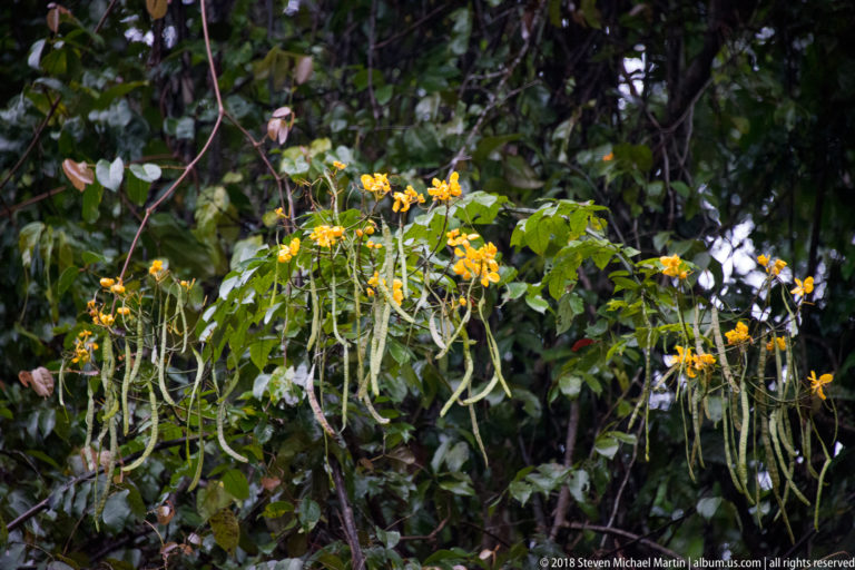 Yellow-orange flower clusters and many long hanging seed pods among dense green rainforest foliage.