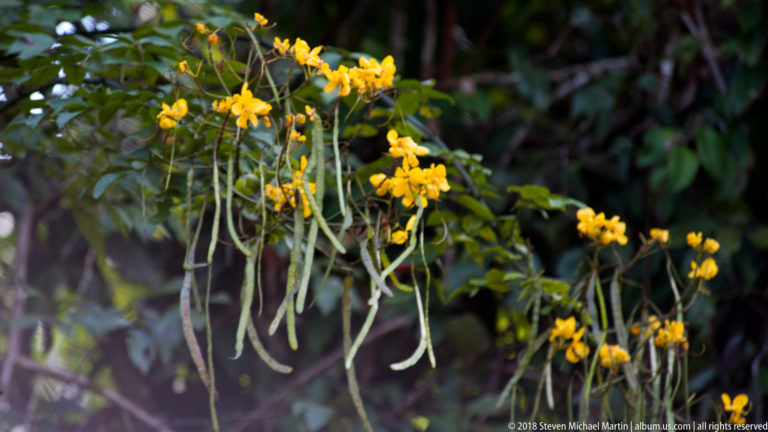 Clusters of bright yellow flowers with many long green hanging pods against dark rainforest foliage.