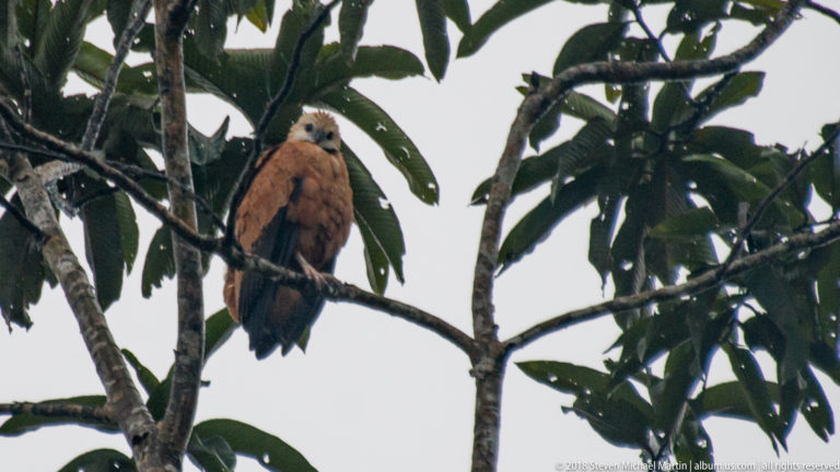 Chestnut-brown raptor with pale head perched on a horizontal branch among large green leaves.