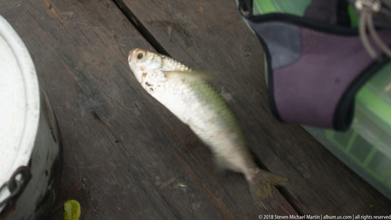 Small silvery freshwater fish lying on a dark wooden surface beside gear.