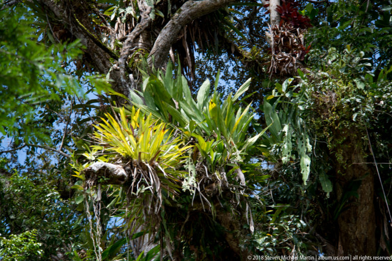 Large rainforest tree covered with bromeliads, ferns, and other epiphytes.