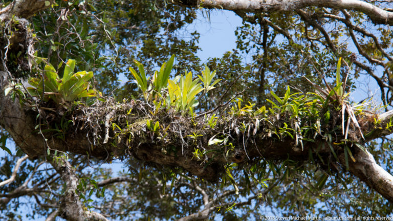 Clusters of bromeliad-like epiphytes and hanging roots growing along a thick rainforest tree limb.
