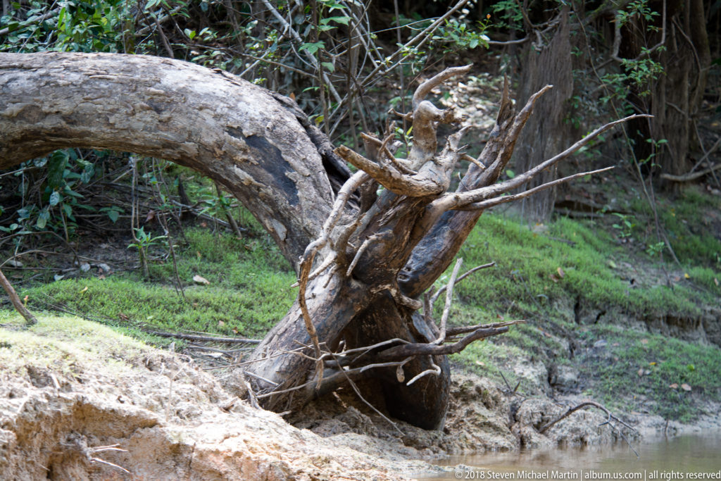 Large weathered tree trunk arching over sandy ground at the edge of dense forest.
