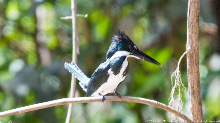Right-facing green-and-white kingfisher with raised crest perched on a curved branch.