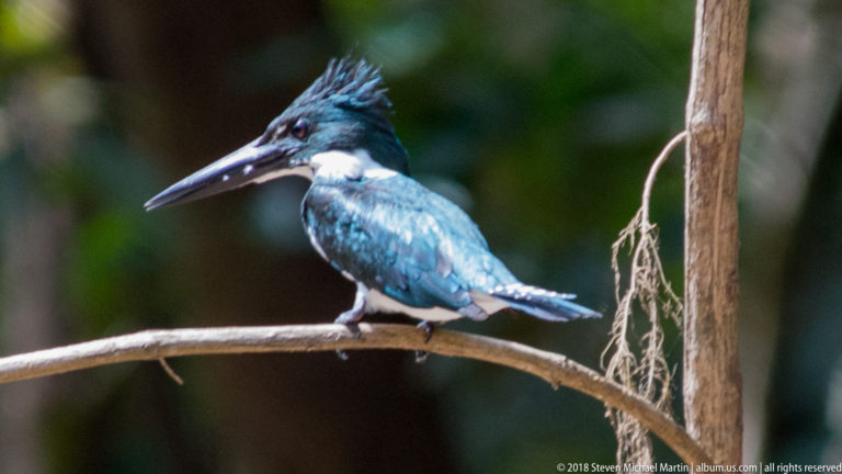 Left-facing green-and-white kingfisher with tall crest perched on a curved branch.