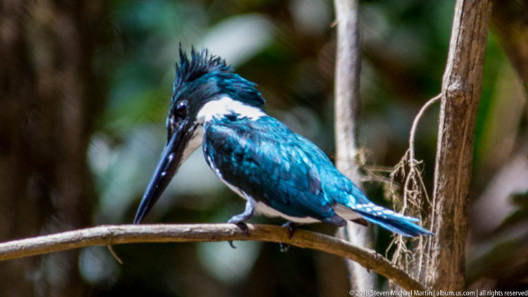Close blue-green and white kingfisher with tall crest and long dark bill perched on a narrow branch.