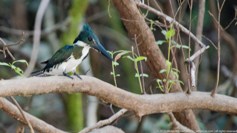 Green-and-white crested kingfisher perched on a broad branch among vines and saplings.