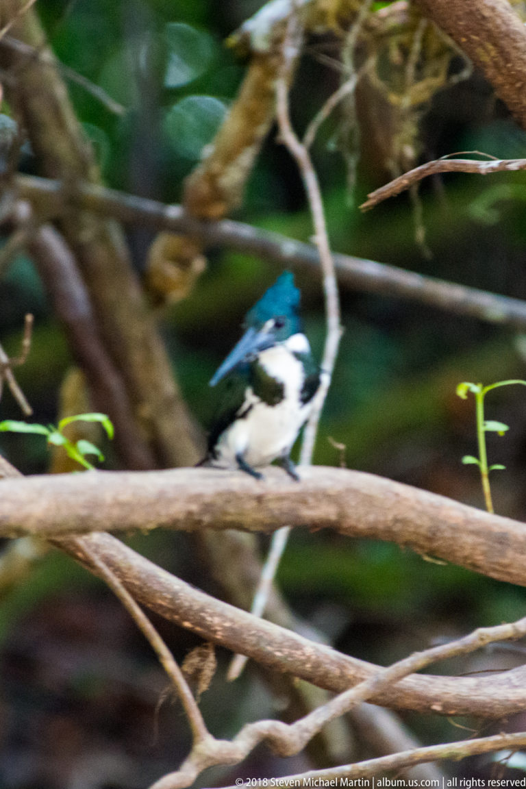 Partly obscured green-and-white kingfisher perched among dense crossing branches.