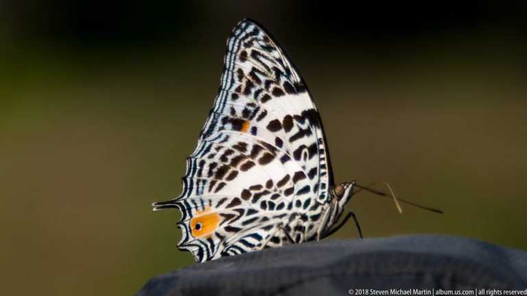White butterfly with intricate black markings, orange hindwing patch, and narrow tails resting on dark fabric.