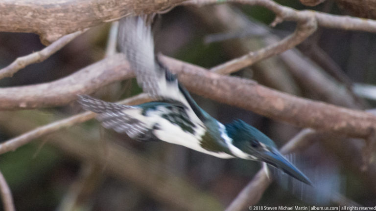 Green-and-white kingfisher diving downward through crossing forest branches.