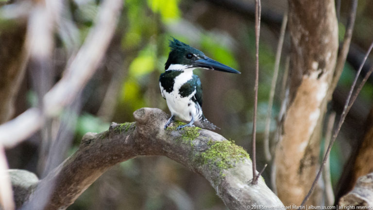 Green-and-white kingfisher with raised crest perched upright on a moss-covered branch.